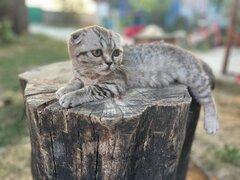 Pui pisica Scottish Fold