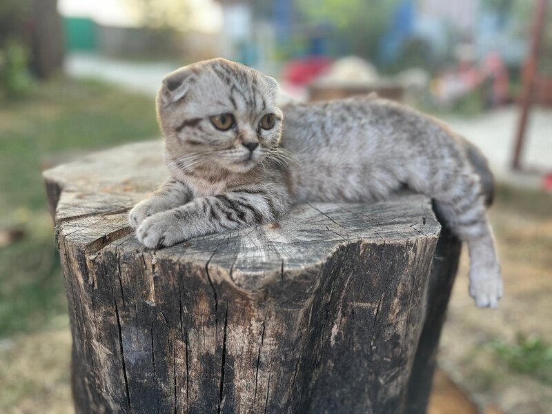 Pui pisica Scottish Fold