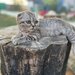 Pui pisica Scottish Fold