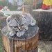 Pui pisica Scottish Fold