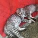 Pui pisica Scottish Fold