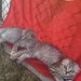 Pui pisica Scottish Fold