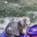 Pui pisica Scottish Fold